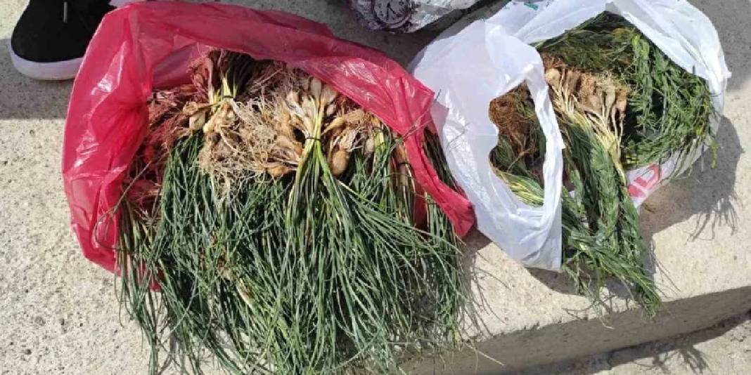 Ot deyip geçmeyin! Doğada kendiliğinden yetişiyor, kilosu 15.000 TL’yi buluyor 3